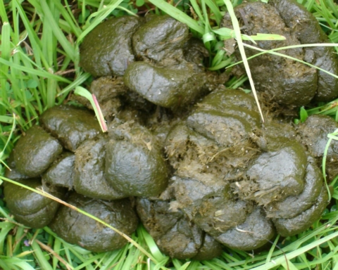 Cowboys Fans, Would You Eat Poop for Another Super Bowl Victory?